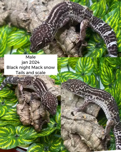 gecko leopard , View more
