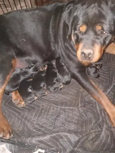 Welcome to Jkiss Kennels We have purebred CKC Rottweilers available August 2nd for their new parents...