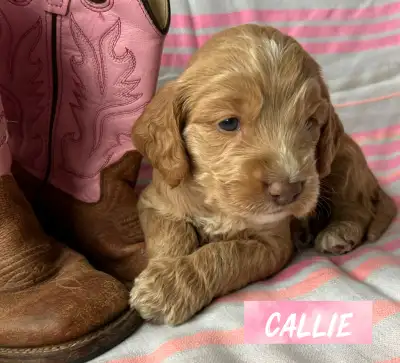 Standard Cockapoo pups!, View more
