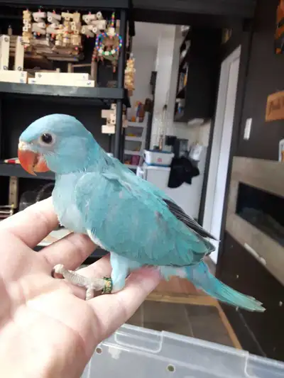 Indian ringneck babies hand fed banded 2026 DNA sexed m&f, View more