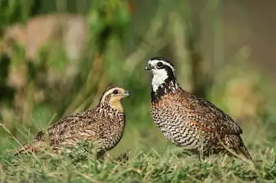 Bobwhite quail, View more