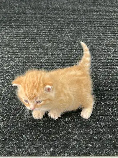 rehome kitten, View more