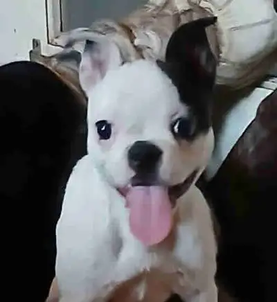 Boston Terrier Puppies, View more