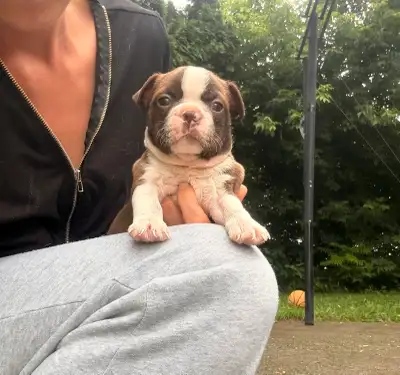 Chiots Boston terrier brun puppies!!PURE RACE!!!!MICRO PUCÉ, View more
