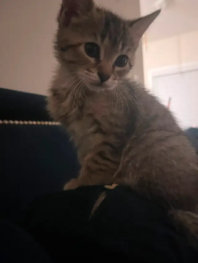 girl kitten in Cats & Kittens for Rehoming in St. Catharines - Image 3