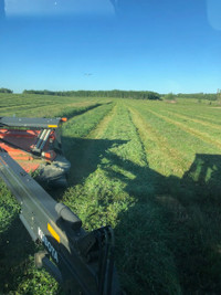 Alfalfa, Hay and Pasture Mixes For Sale