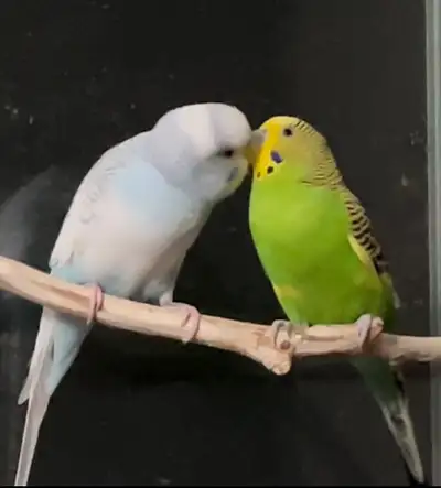 Tamed budgie couple, View more