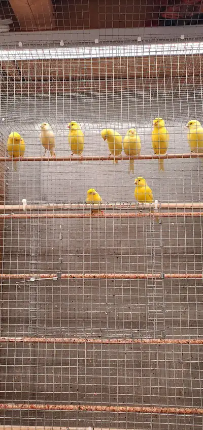 Yellow Canaries, View more