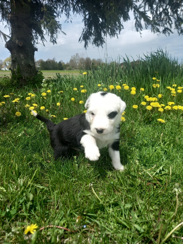 1 blue eye & 1 brown eye! Dogs & Puppies for Rehoming London Kijiji