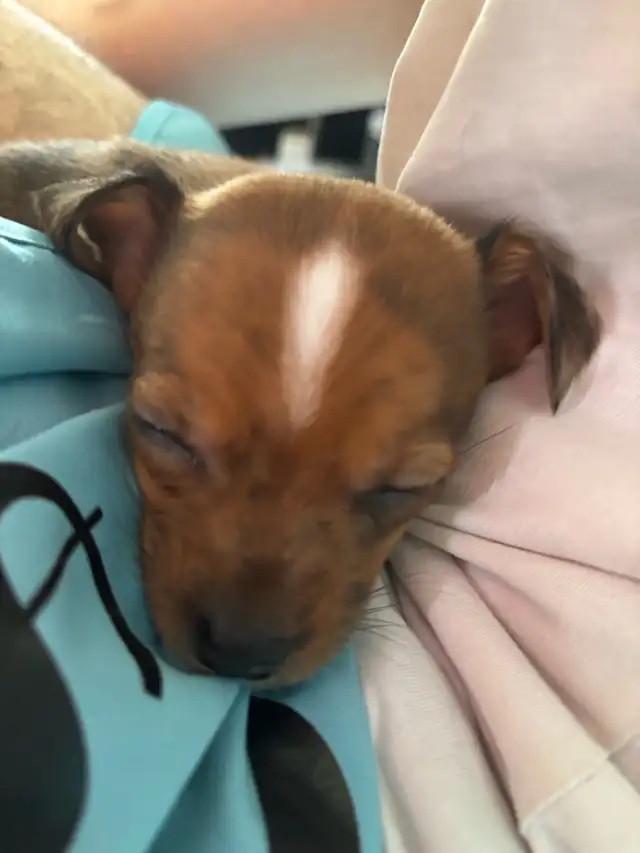Chihuahua in Dogs & Puppies for Rehoming in Lanaudière - Image 7