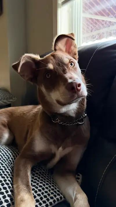 Australian Shepard & Husky Mix Puppy for Rehoming, View more