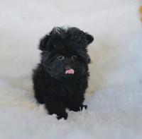 Calm Toy Pomeranian x Poodle Female 5-7 lbs max crate trained