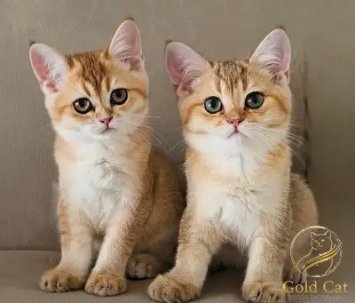 British Shorthair Golden Chinchilla kittens for sale, View more