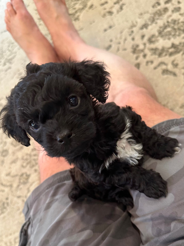Cavapoochon Puppies for sale in Dogs & Puppies for Rehoming in Lethbridge