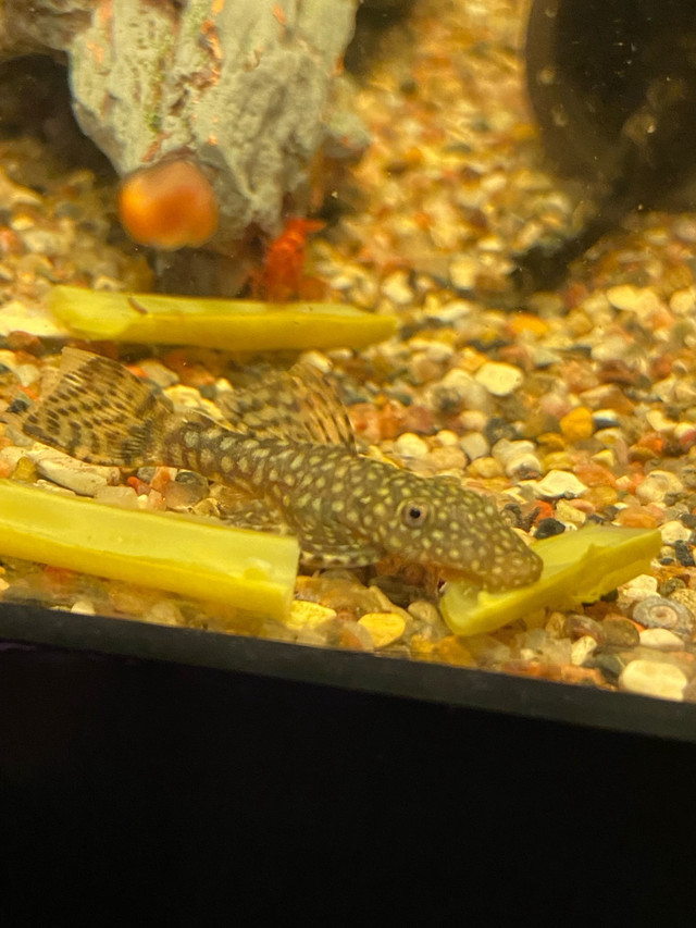 Brown bristlenose plecos  in Fish for Rehoming in Cranbrook