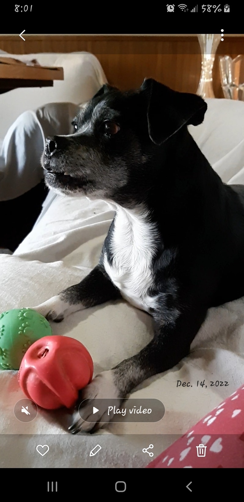 Free dog Free Stuff London Kijiji