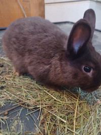 2 Male chocolate small breed bunnies 