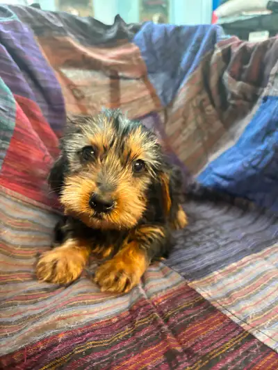 Adorable Dorkies puppies!!!dachshound Yorkies mix, View more