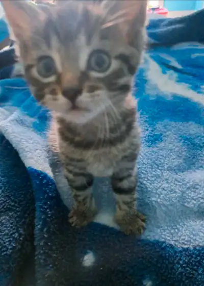 chatons bengal sylver, View more
