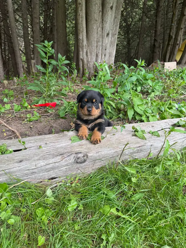 Purebred German Rottweiller puppies in Dogs & Puppies for Rehoming in Oshawa / Durham Region - Image 10