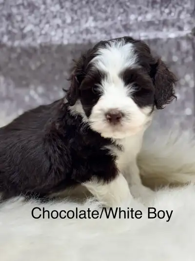 Havapoo (Havanese X Toy Poodle) Chocolates, Sables and Black, View more