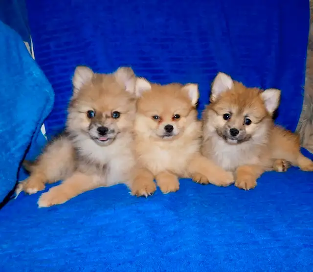 Pomeranian puppies (437-734-9480) in Dogs & Puppies for Rehoming in City of Toronto - Image 6