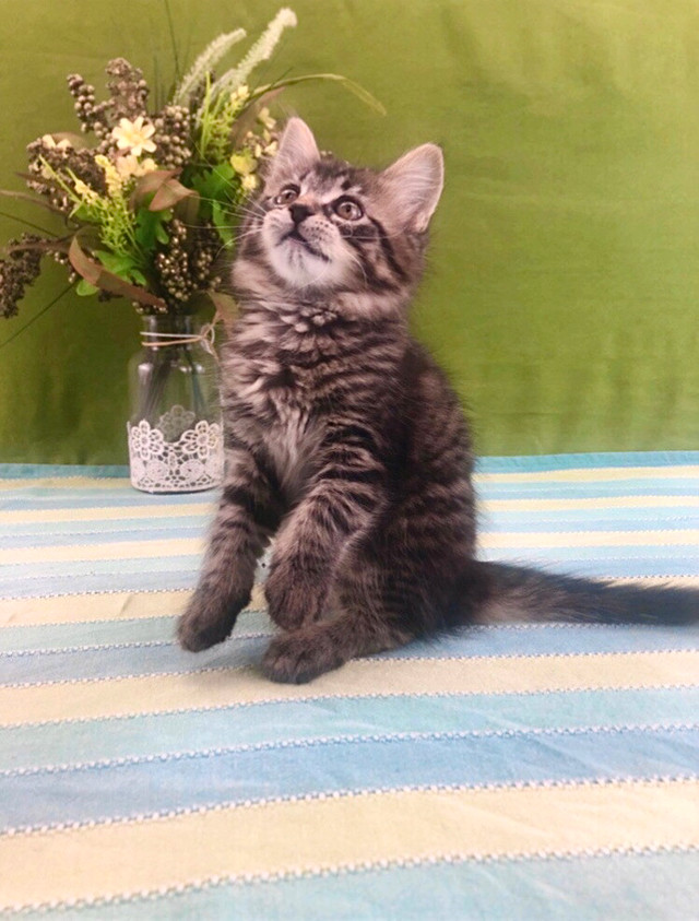 Friendly Dark Maine Coon Female in Cats & Kittens for Rehoming in Oshawa / Durham Region - Image 2