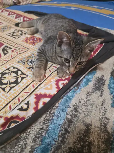 Adorable kitten, View more