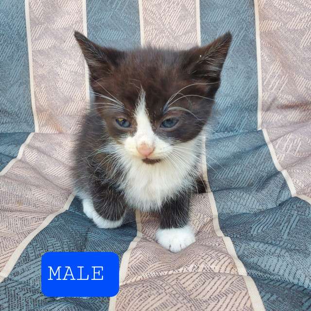 Male Kittens in Cats & Kittens for Rehoming in Winnipeg - Image 4