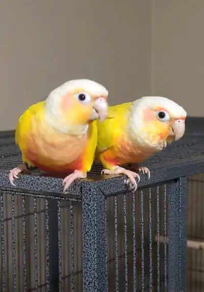 aviary closing sale -ALL MUST GO, View more