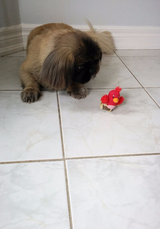 Dog daycare journey where fun time for your sweetheart begins! in Animal & Pet Services in Markham / York Region - Image 4