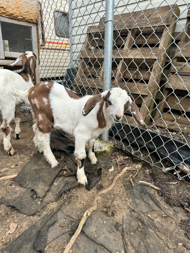 NUBIAN GOATS  in Livestock in Abbotsford - Image 4