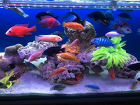 We Take Unwanted Cichlids. Contact us! :)