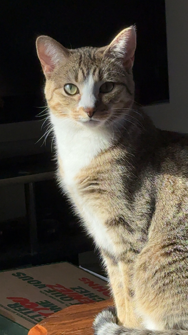 Rehoming fixed almost 2 year old female kitten in Cats & Kittens for Rehoming in Brandon