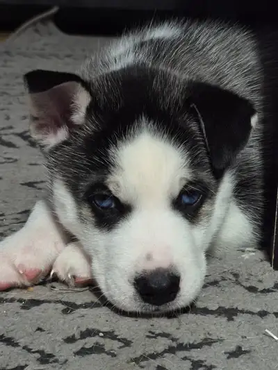 Siberian husky, View more