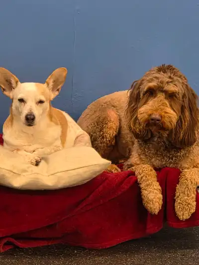 We are seeking a professional, experienced dog groomer to join our business. We operate a doggy dayc...