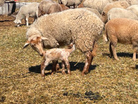 Tunis cross Ewe with newborn lamb