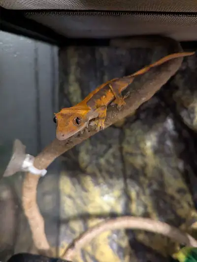 Juvenile Unsexed Flame Crested Gecko, View more