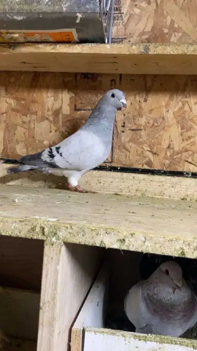 Pigeons for sale