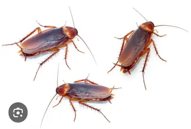Britex Pest Control63013091694979123