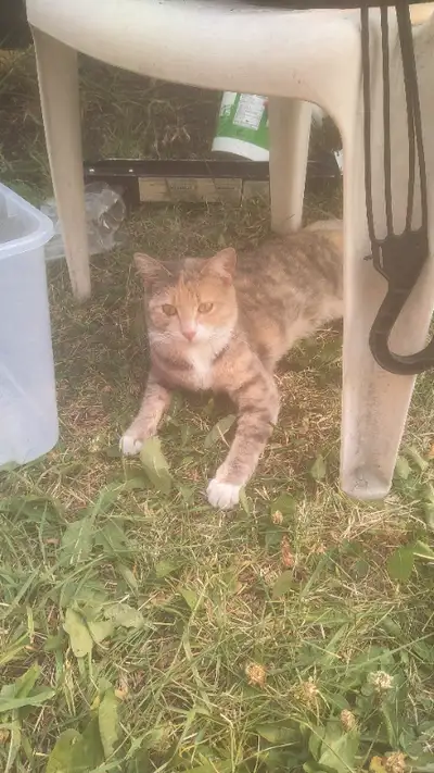 I found an outdoor cat that has been living in our yard for about a week now. She is well-mannered a...