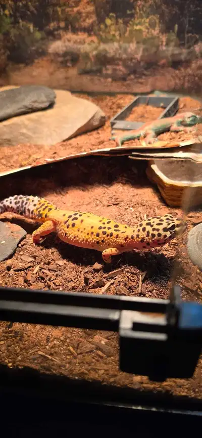LEOPARD GECKO FOR SALE 226-228-7014, View more