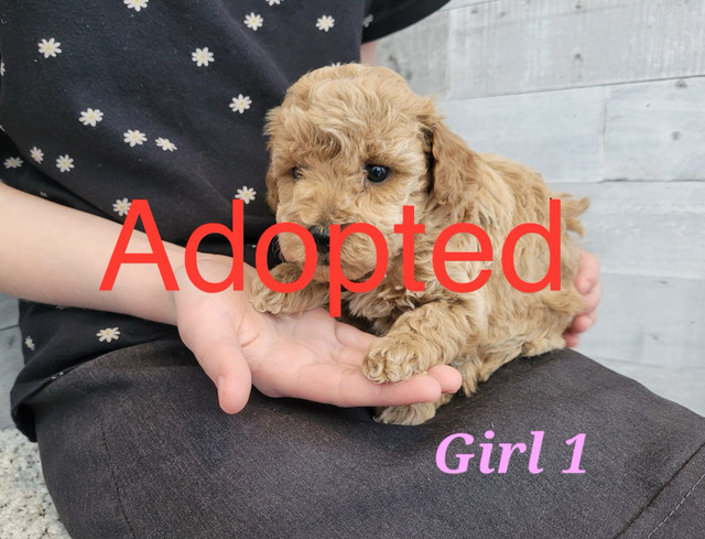 ( 1 puppy left) Apricot Toy Poodles  in Dogs & Puppies for Rehoming in Edmonton - Image 3