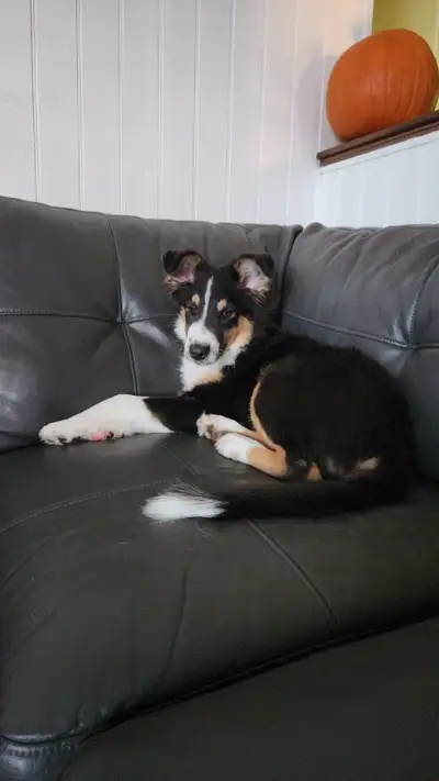 Gorgeous Male Border Collie, View more