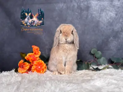 Spayed holland lop does , View more