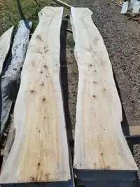 Poplar , Cotton wood , Aspen , Cedar , Spruce   in Large Sizes
