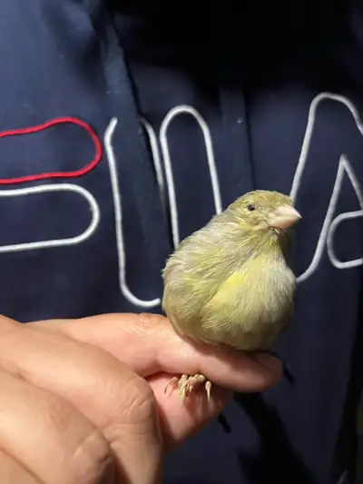 Femelle canari, View more