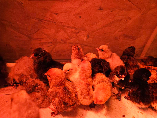 Chicks chicks and more chicks in Livestock in Barrie