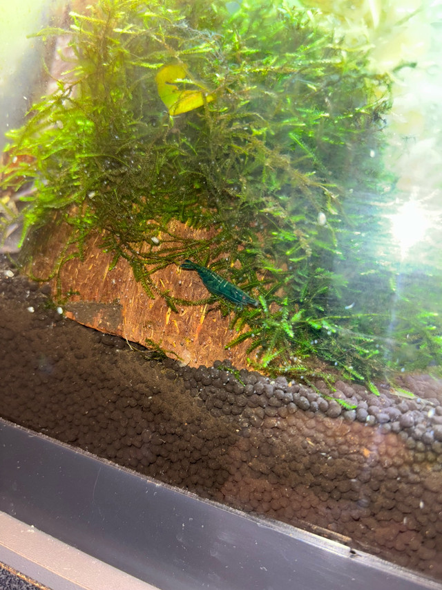 green jade neocaridinas  in Fish for Rehoming in Red Deer - Image 2