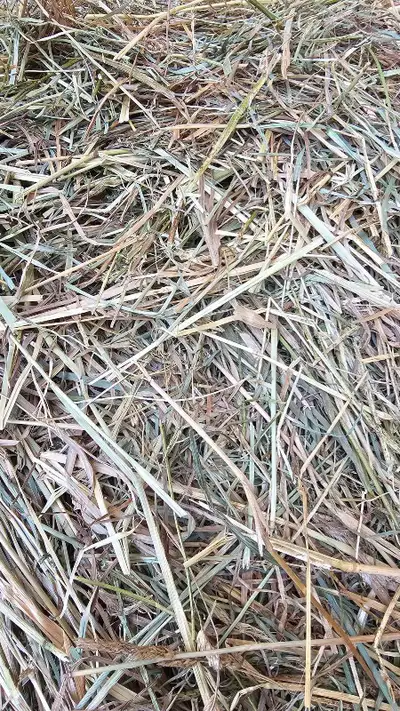 High-Quality Hay for Rabbits & Guinea Pigs – Multiple Options Available! Looking for Ontario fresh,...